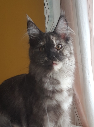 Prince Magnifico Galla